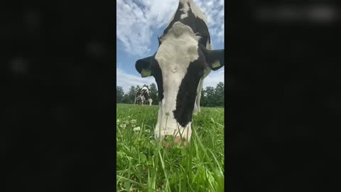 Grazing time for Great Britain's cows!