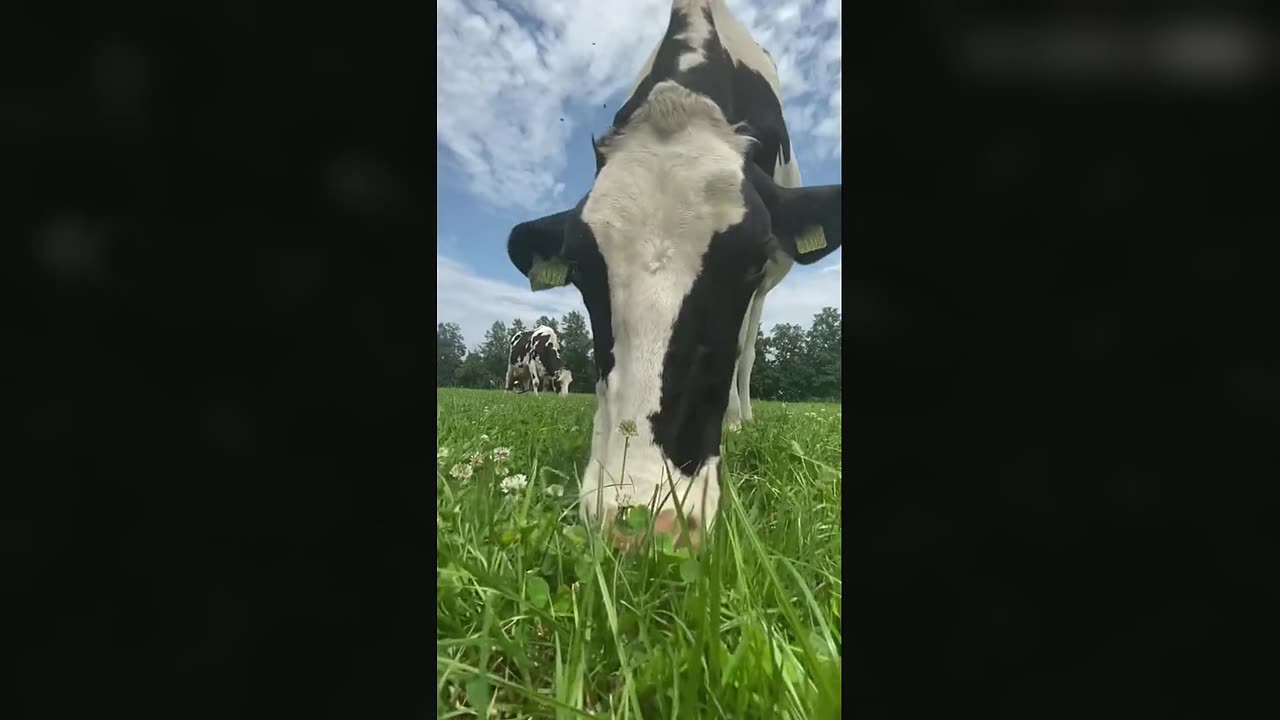 Grazing time for Great Britain's cows!