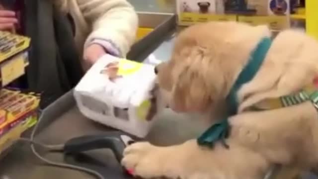 Handsome Dog Deals at the Counter