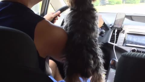 Driving to the beach in the 2015 Toyota Highlander - You’ve Got a Friend in Me - Randy Newman