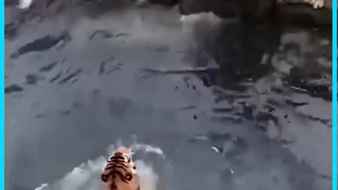 Tigers trying to get meat 🐅🐅🐅|#Shorts|#Tiger