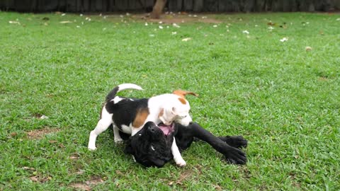 adorable dogs playing together outdoors