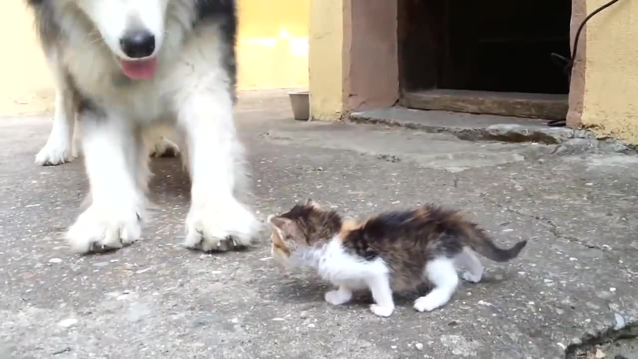 dog getting scared of tiny kitten.