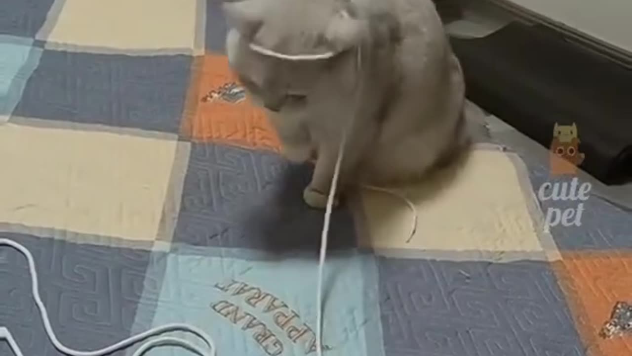 Funny video cats