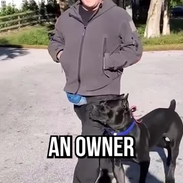 Top 3 Tools I Love Seeing as a Professional Dog Trainer