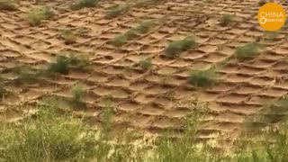 Sandstorms Hit 400 Million People as China's 45-Year Anti-Desertification Efforts Fails