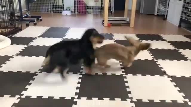 Baby Dog Cute Funny Fight