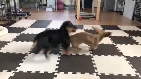 Baby Dog Cute Funny Fight