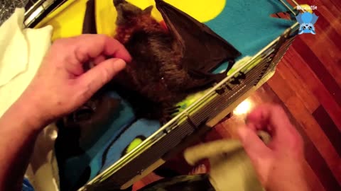 Rescuing a juvenile flying-fox on the ground this is Ophiuchi