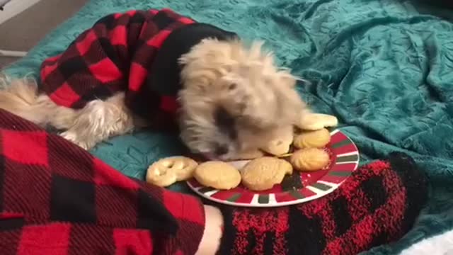 Dog Really Hates Middle Finger Compilation