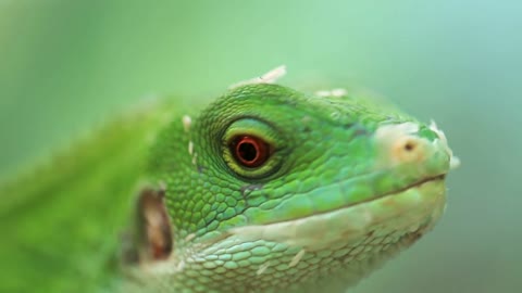 Green lizard close-up. Bright video. Beautiful combination of color