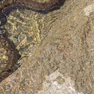 Snake in the river / a beautiful grass snake in the water fights against the waves.