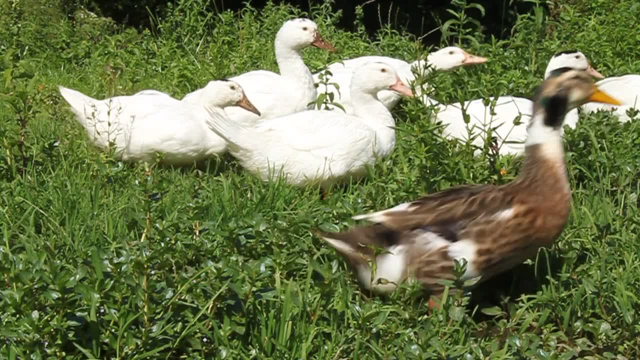 White ducks in grass