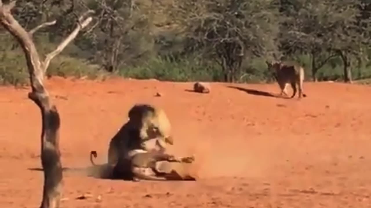 Lion brothers engage in vicious struggle over female