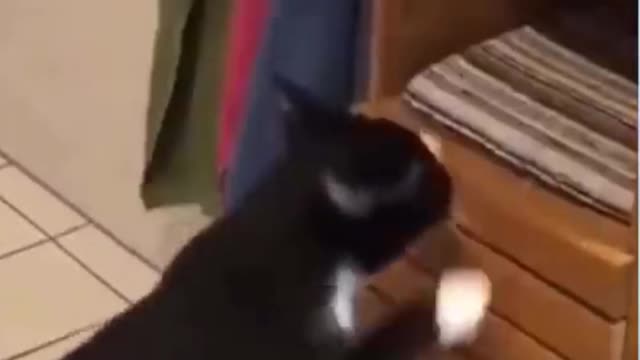 The Funniest Video Must See | This Cat Don't Need No Tuck Ins