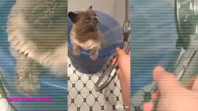 cute pets
