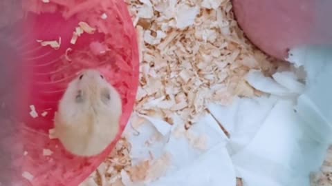 Cute hamster taking a bath