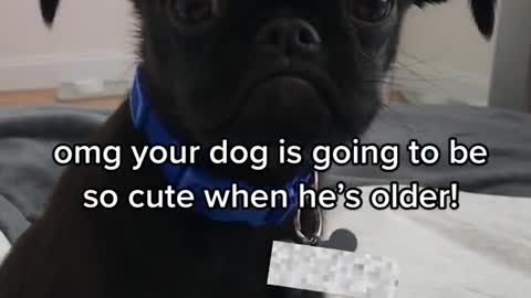 omg yourdog is going to beso cutewhen he's older!