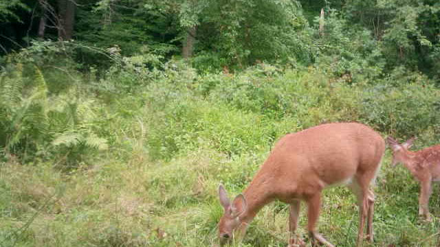 Momma and Baby fawn hanging out and grazing