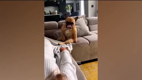 Funny Moments, Funny Pet ,Funny Animals,Cute Cat,Cute Dog 🐶🐕 🐈😺