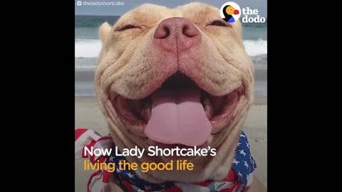 Sweetest Pit Bull Has The World's Best Smile | The Dodo