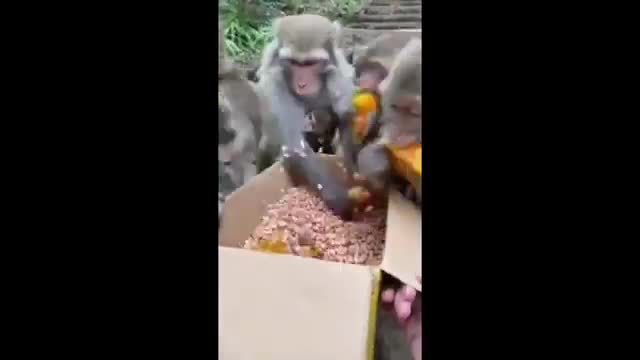 Funny monkeys fighting for food