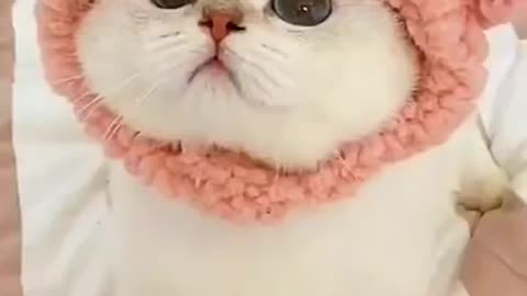 Lovely Cat, black cat, cats, funny cats, funny cat videos 🐱🐈