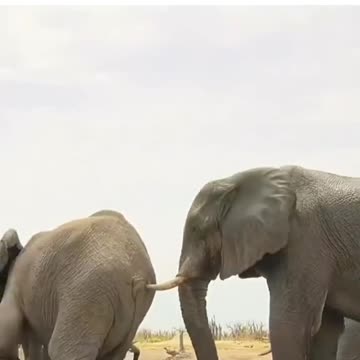 Animals are also naughty when they are young