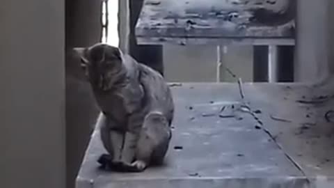 Cat sleeping on the corner slab