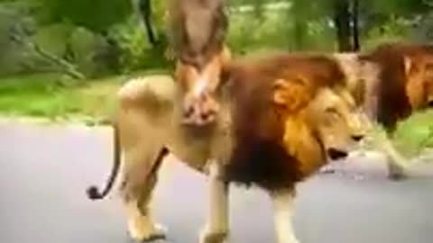 Amazing Lion And Cute Monkey Animal Video 2022 💛