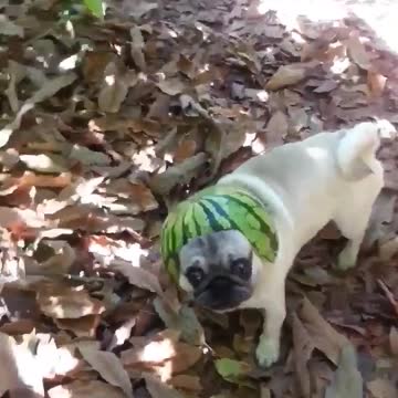 Pug modela un ridículo casco de sandía