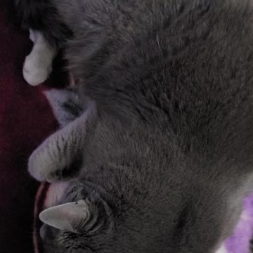 Tired Sleeping Cat Meow