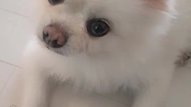 master. What are you saying to me?