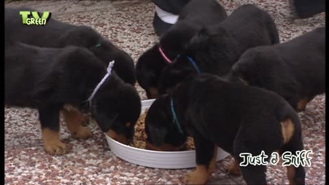 Rottweiler Puppies