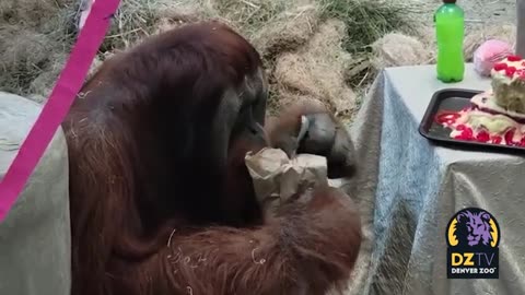 Berani the Sumatran Orangutan Turns 29!