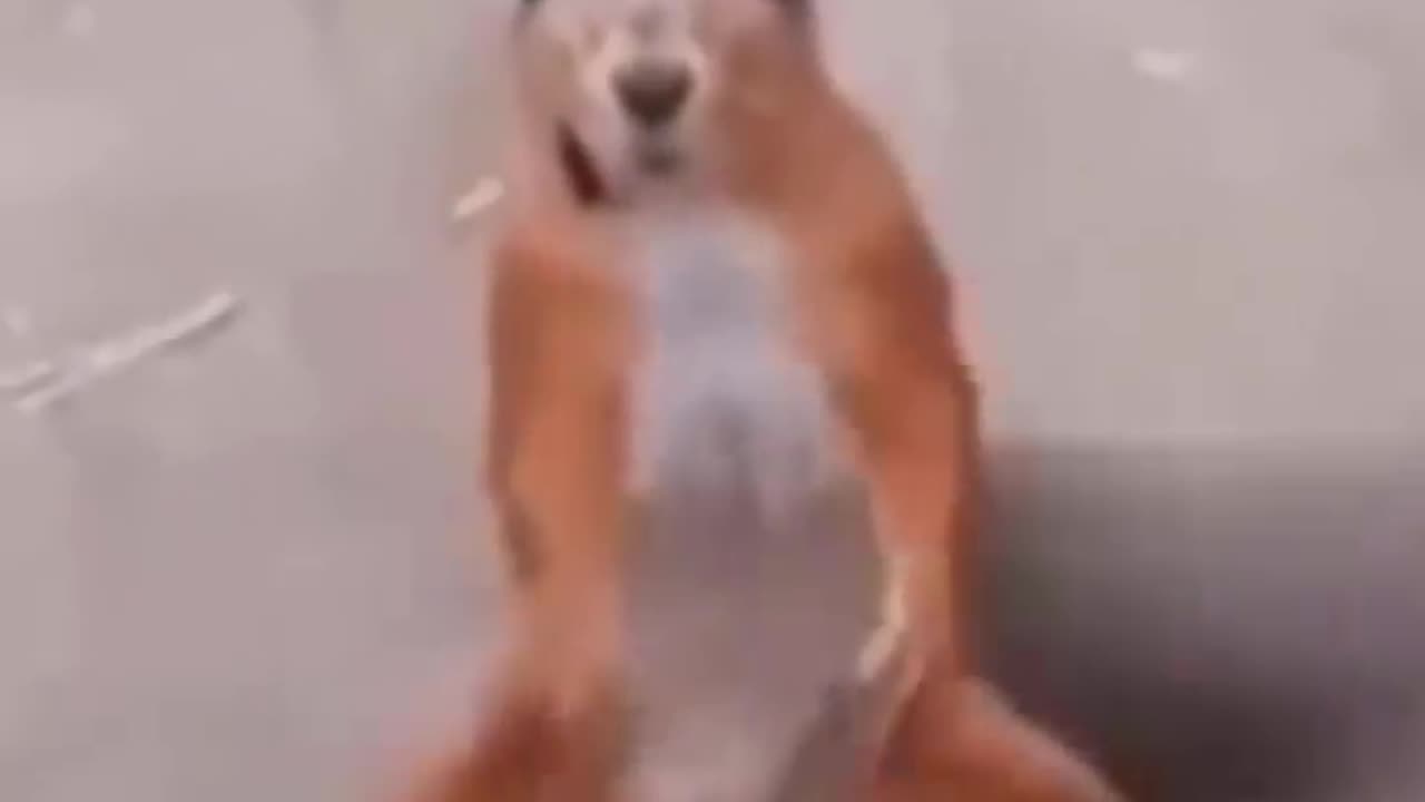 Funny dance