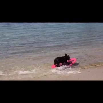 Bulldog Francés es un campeón del skimboarding