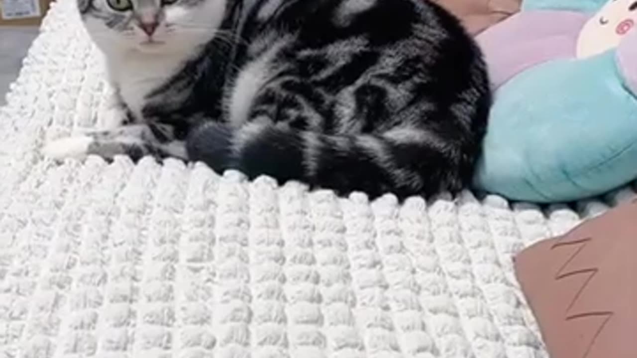 Cat shocked 😳😂 and rocked🔝❤️🩹