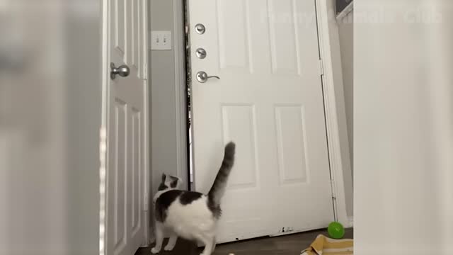 Funny animal 2022