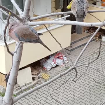 two pigeons sitting on a tree