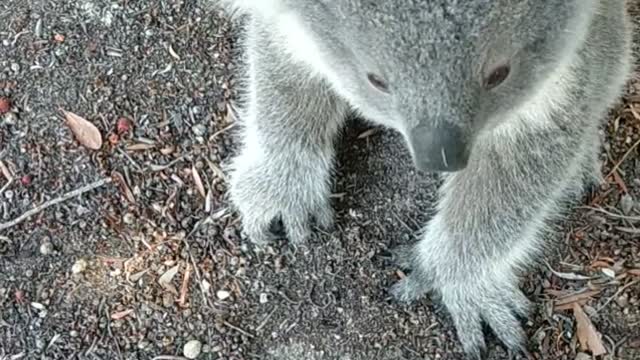 Cute Little Koala Comes up for a Cuddle