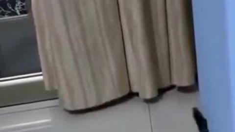 Cute Cat - Funny Animals