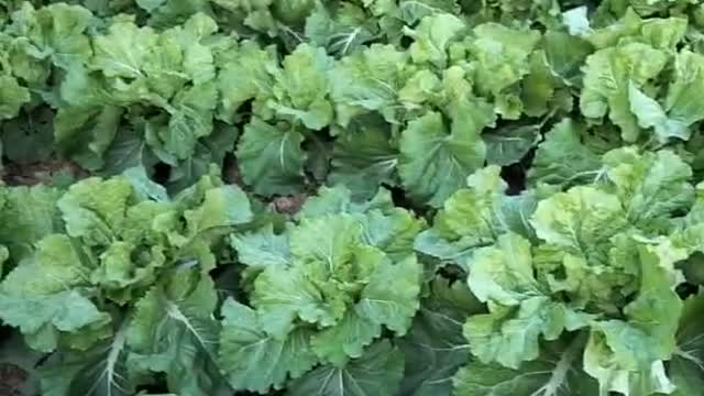 A large vegetable garden