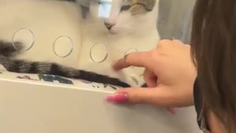 Funniest Animals - Best Of The 2021 Funny Animal Videos