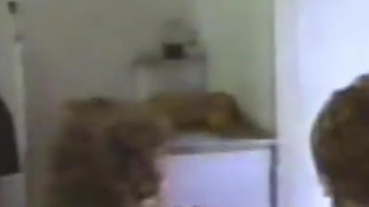 1997 - RESSACA DA FESTA DE ANO NOVO NO SÍTIO - CLIPE 09