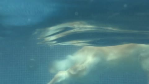 cachorro se refrescando na piscina em um lindo dia de sol