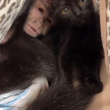 monkey and cat.. video is full of love!