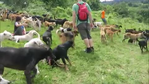 Land of The Strays" Dog Rescue Ranch Sanctuary in Costa Rica