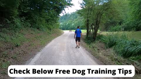 Best Dog Training E-Book FREE
