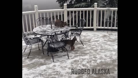 LYNX KITTENS play around the table on deck in Alaska!